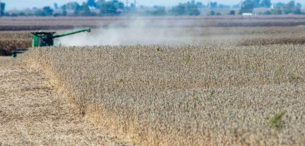 Soybean harvest continues just north of Mansfield, ILL on Wednesday, October 9, 2013.