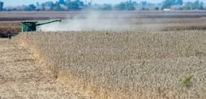 Soybean harvest continues just north of Mansfield, ILL on Wednesday, October 9, 2013.