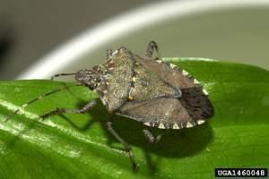 Brown Marmorated Stink Bug