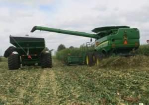 Corn harvest in Illinois.