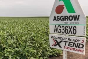 Dicamba resistant soybeans in rural McLean County on August 7.