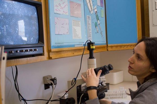Brooke Beelner, lab manager at Swine Genetics International, checks semen samples for movement of the sperm and any irregularities in the cells. The old TV shows the image from the microscope.