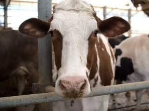 A cow at Carol and Bill Schuler's dairy farm in southwest Michigan.