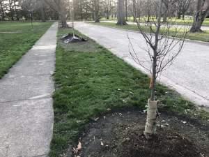 Freshly planted trees where a ceremony will honor Urbana tree donors