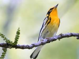 Tight shot from below of a small songbird with a flame-colored throat.