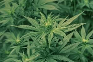 A marijuana plant.