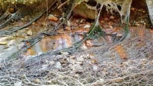 The bank of the Middle Fork of the Vermilion River.