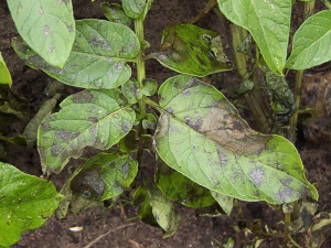 Phytophthora infestans potato 'Doré'