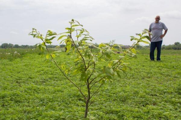 This Chinese chestnut tree and other trees Bruce Carney planted along his pasture will eventually offer shade to livestock and habitat for wildlife, in addition to other conservation benefits. Someday, the nuts could provide an income.