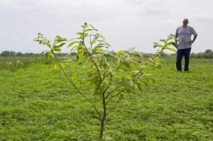 This Chinese chestnut tree and other trees Bruce Carney planted along his pasture will eventually offer shade to livestock and habitat for wildlife, in addition to other conservation benefits. Someday, the nuts could provide an income.