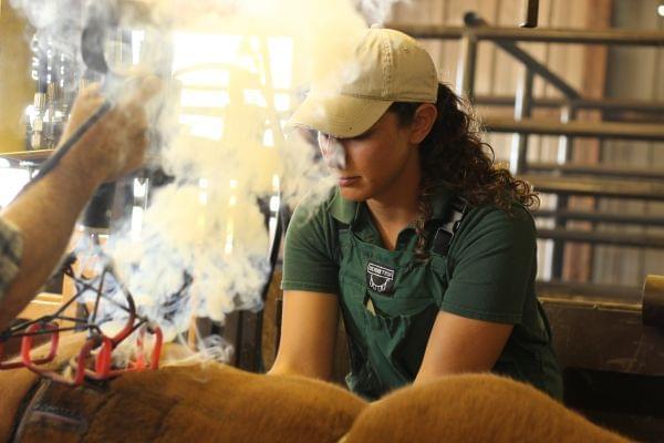 Veterinarian Karen Chandler works quickly to castrate young male calves.