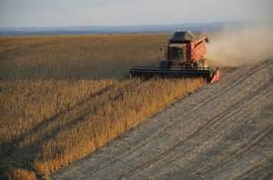 soybean farm