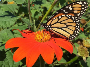 Monarch butterfly on a tithonia bloom.