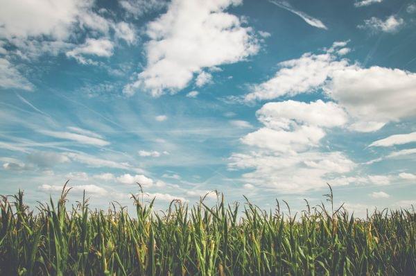 cornfield