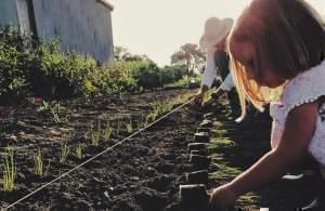 Four-year-old Emma is already helping out at Field and Farm Co., doing things like transplanting onions.