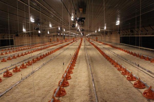 The first set of barns for the Costco project was recently completed near the town of Hooper, Nebraska. Approximately 20,000 breeding hens will be raised here.