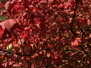 red fall leaves on a tree