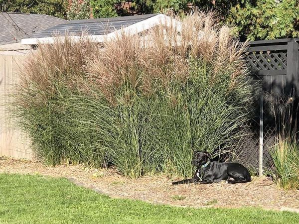 dog sitting in front of Miscanthus grasses