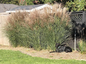 dog sitting in front of Miscanthus grasses