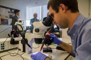 George Washington University research assistant Chris Day positions a needle to inject CRISPR Cas9 and guide RNA into butterfly eggs.