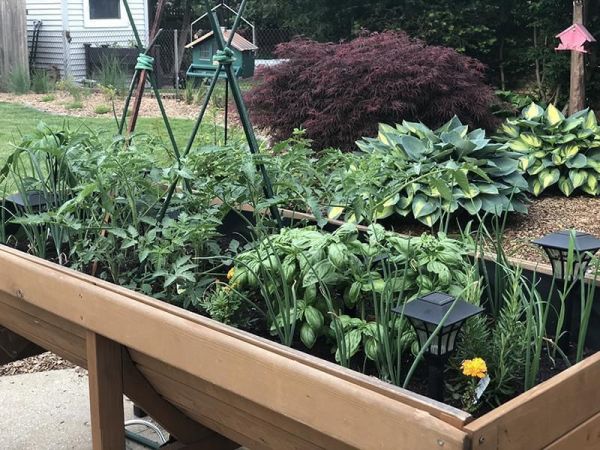 Vegtable garden