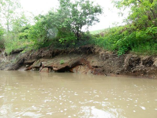 Erosion of the Middle Fork riverbank is undermining the Dynegy coal ash ponds at the Vermilion Power Station. Seepage from the coal ash can been seen entering the river. 