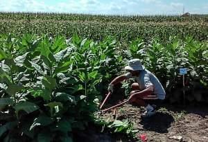 person working in field