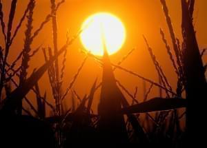 In this July 15, 2012 file photo, the sun rises over corn stalks in Pleasant Plains, Ill., during a drought.
