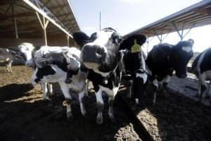 This photo taken Oct. 16, 2013, shows dairy cows on a farm in Okawville, Ill. 