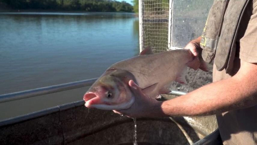 person holding a carp 