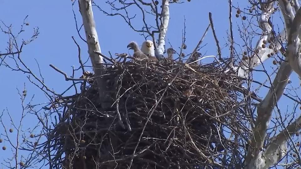 eagle nest