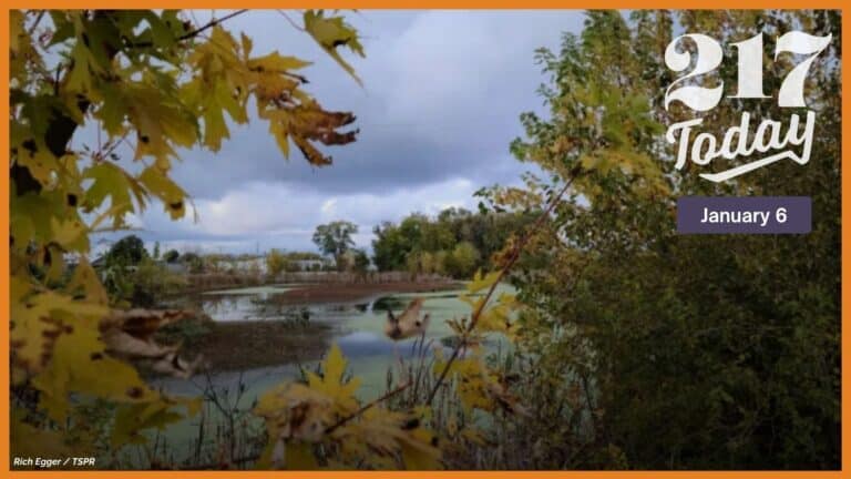 The wetland in Canton.