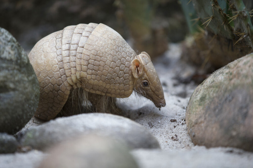In this May 21, 2014, file photo, an armadillo named Ana Botafogo in honor of a Brazilian dancer stands in the Rio Zoo in Rio de Janeiro, Brazil. FIFA says it could not reach a financial agreement with a wildlife conservation group trying to save an endangered armadillo chosen as the World Cup mascot. The armadillo was chosen as the World Cup mascot, which was named