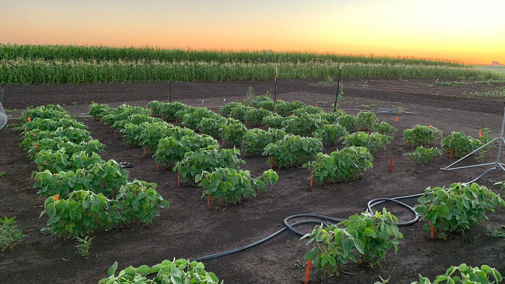 Soybeans engineered by RIPE to better adapt to excess light are tested at the University of Illinois Energy Farm.