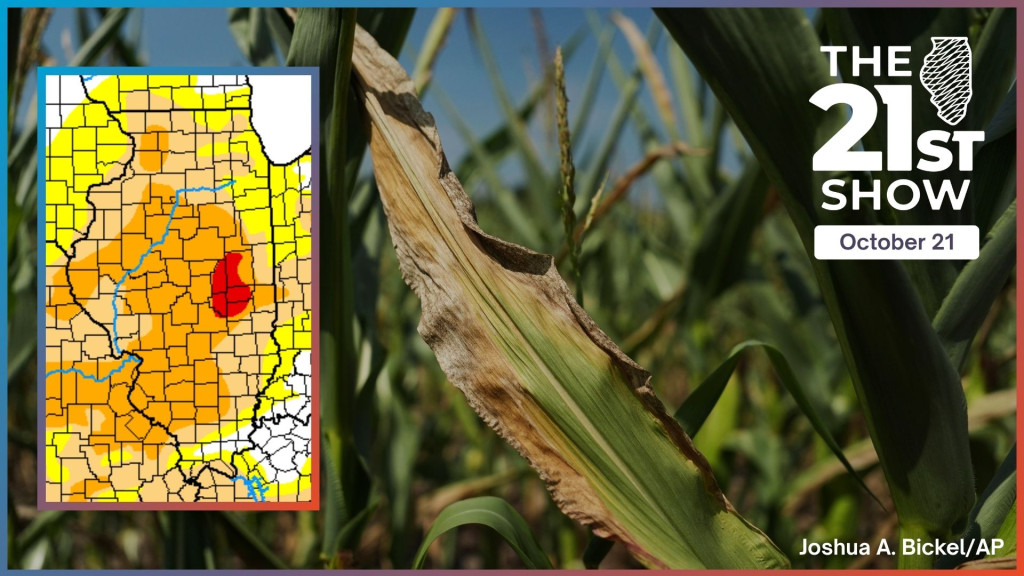 the leaf on a cornstalk is shown turning brown and dr from drought; inset: a map showing which parts of Illinois are affected by drought — it's red over Champaign and nearb counties, orange over much of central Illinois, and tan and yellow elsewhere)