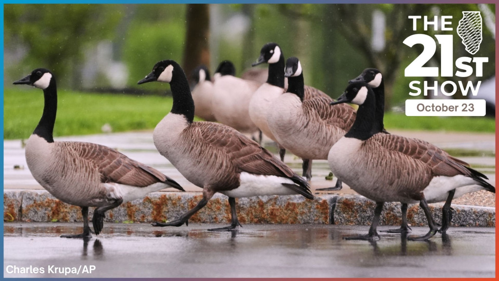 canada geese walk from a sidewalk to a road in the rain; they have a distinctive look, with black heads and necks, brown and beige bodies, and black legs and feet
