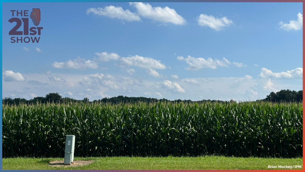 the edge of a cornfield under a brilliant blue sky, punctuated with just a few white clouds