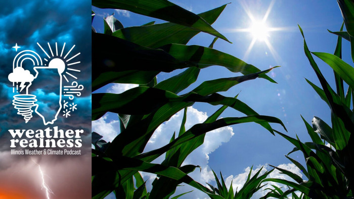 Corn crops under the sun.