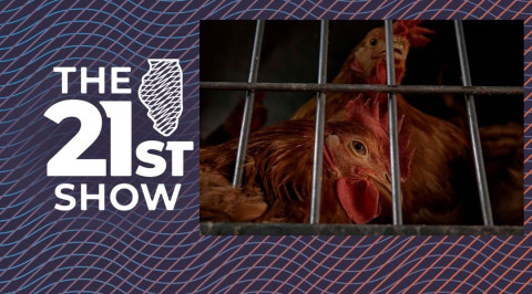 Chickens rest inside a cage as they wait to be slaughtered inside the La Granja Live Poultry Corporation store on Friday, Feb. 7, 2025, in New York. 