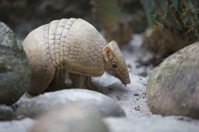In this May 21, 2014, file photo, an armadillo named Ana Botafogo in honor of a Brazilian dancer stands in the Rio Zoo in Rio de Janeiro, Brazil. FIFA says it could not reach a financial agreement with a wildlife conservation group trying to save an endangered armadillo chosen as the World Cup mascot. The armadillo was chosen as the World Cup mascot, which was named