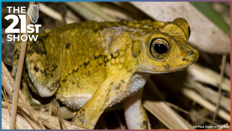 a toad sits on a bed of dried tropical foliage; its skin is dark green on the back and fades to yellow on the sides; it has black spots all over and a light-colored belly
