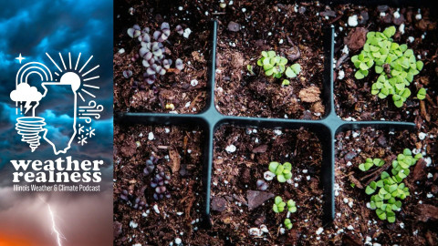A seed starting tray with seedlings.