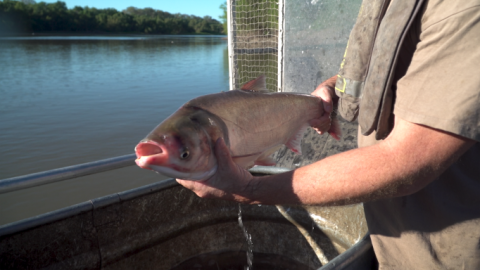 Copi fish (formerly known as Asian Carp) 