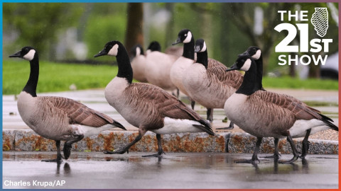 canada geese walk from a sidewalk to a road in the rain; they have a distinctive look, with black heads and necks, brown and beige bodies, and black legs and feet